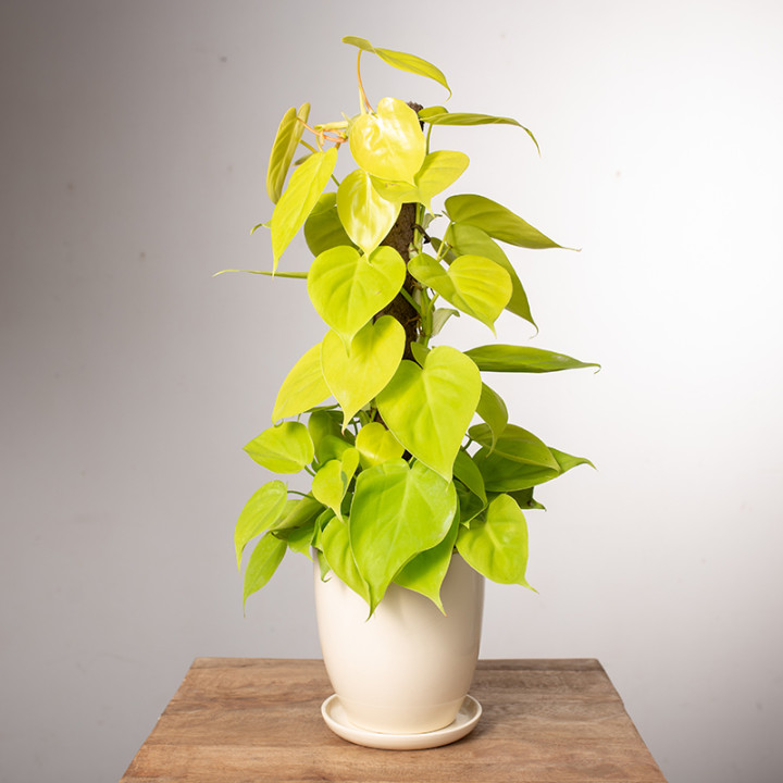 Filodendron 'Lemon Lime' | Na pniu