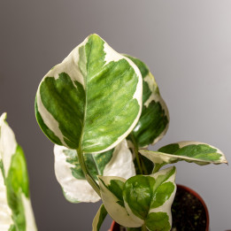 Epipremnum 'N'Joy'
