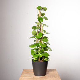 Cissus rotundifolia