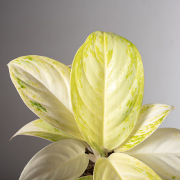 Aglonema 'Arctic Lime'