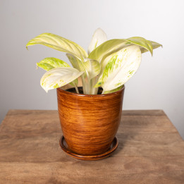 Aglonema 'Arctic Lime'