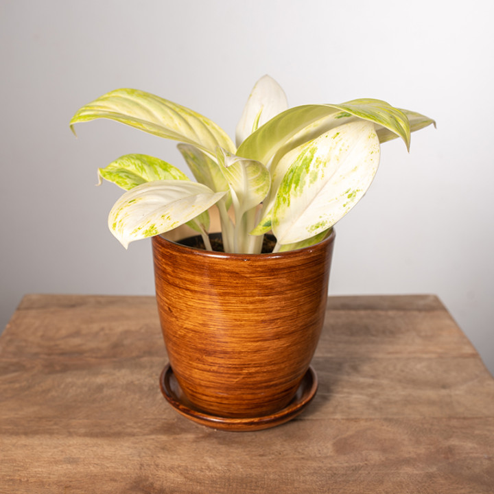 Aglonema 'Arctic Lime'