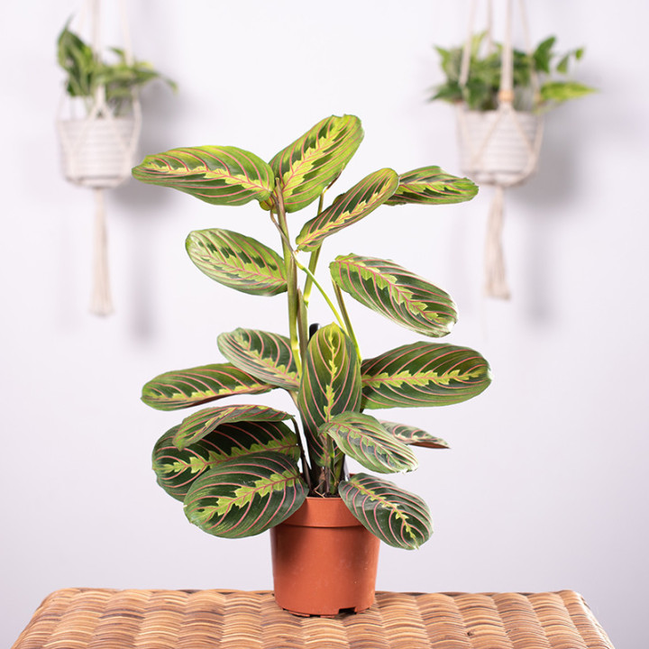 Maranta | Tomaszewski
