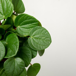 Peperomia 'Rana Verde' | Tomaszewski