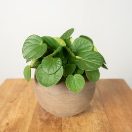 Peperomia 'Rana Verde' | Tomaszewski