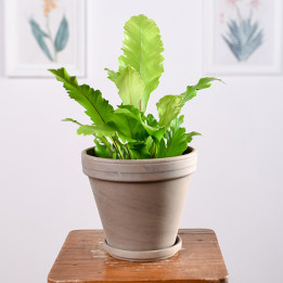 Asplenium 'Campio' | Tomaszewski