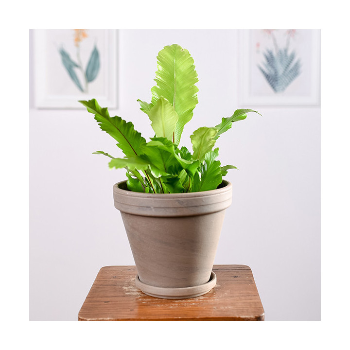 Asplenium 'Campio' | Tomaszewski