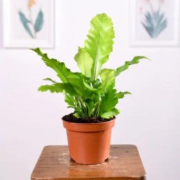 Asplenium 'Campio' | Tomaszewski