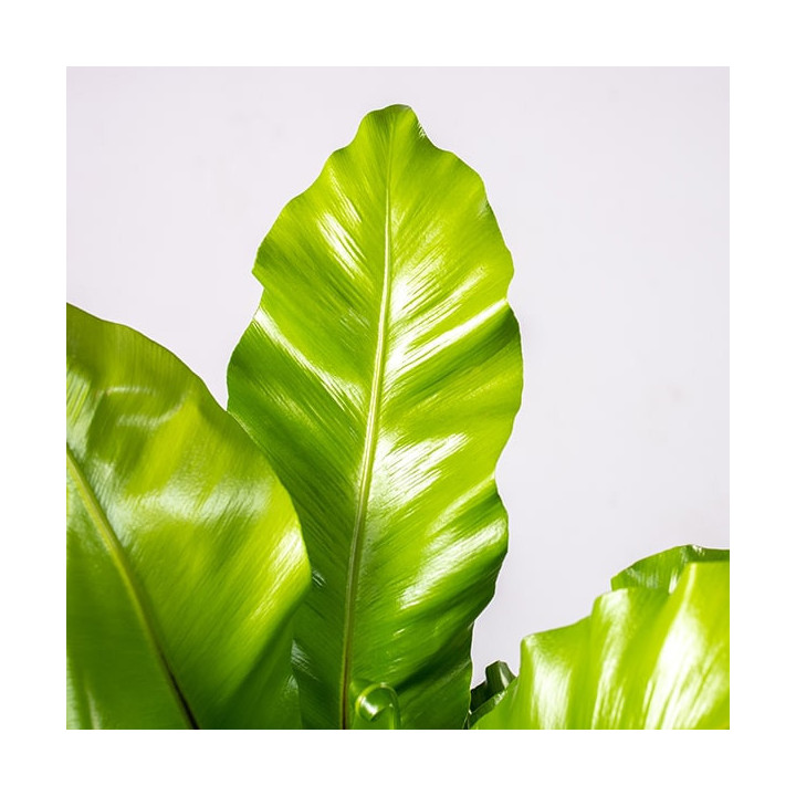 Asplenium 'Campio' | Tomaszewski