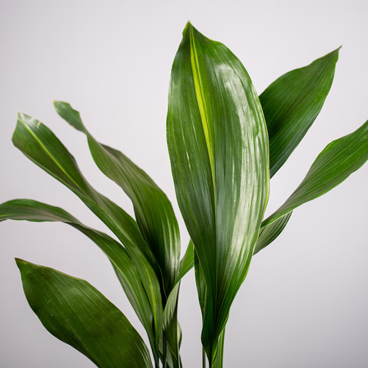Aspidistra | Tomaszewski