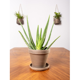 Aloes leczeniczy 'Aloe Vera' doniczkowy