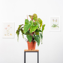 Filodendron 'Red Emerald' | Tomaszewski