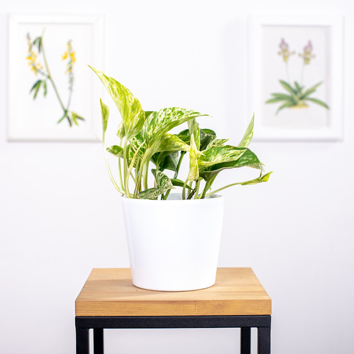 Epipremnum 'Marble Queen'