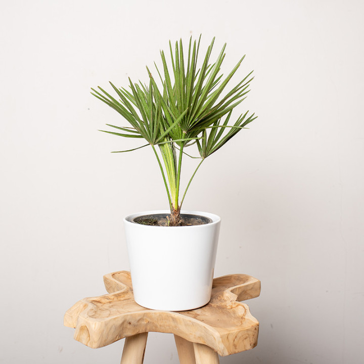 Chamaerops humilis