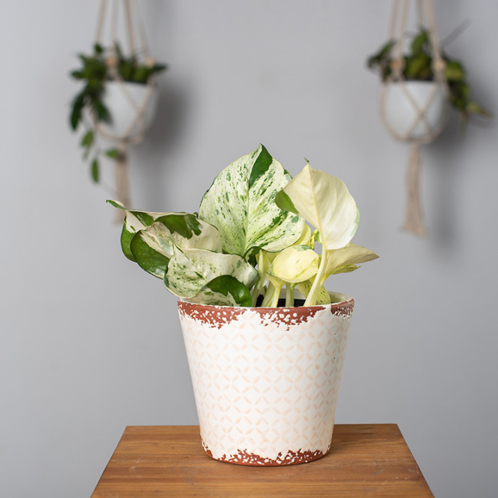Epipremnum 'Happy Leaf' | Tomaszewski