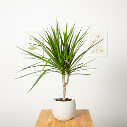 Dracena 'Green' 1 Pęd | Tomaszewski