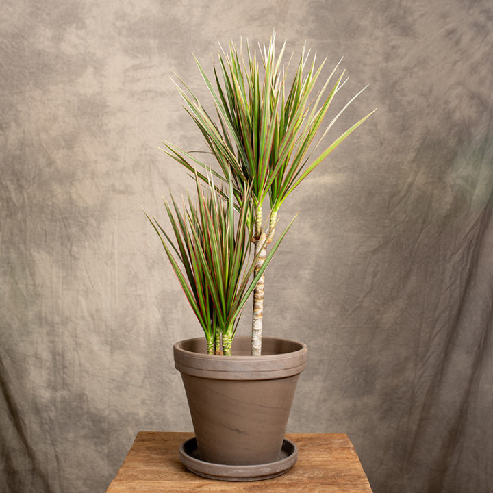 Dracena 'Bicolor' | Tomaszewski