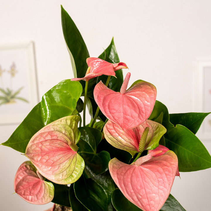Anturium 'Różowe' | Różowe anturium z grupy andreanum
