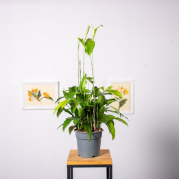 Dracena 'Aurea' | Tomaszewski