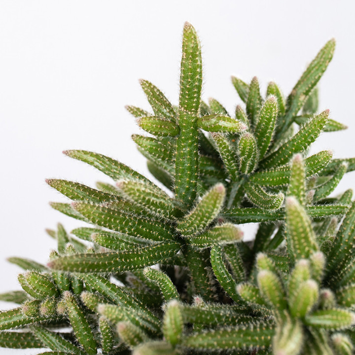 Rhipsalis 'Horrida' | Tomaszewski