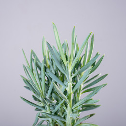 Senecio 'Mount Everest' | Tomaszewski