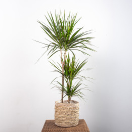 Dracena 'Green' 3 Pędy | Tomaszewski