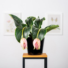 Medinilla wspaniała