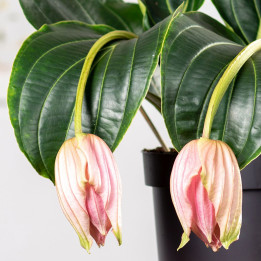 Medinilla wspaniała