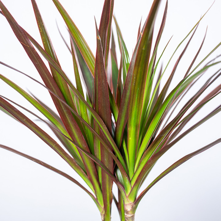 Dracena 'Magenta' | Tomaszewski