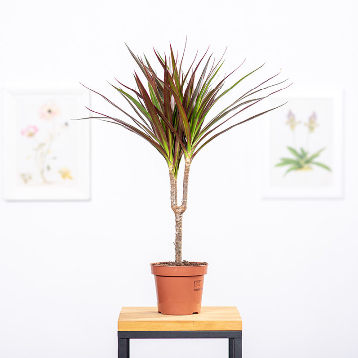Dracena 'Magenta' | Tomaszewski