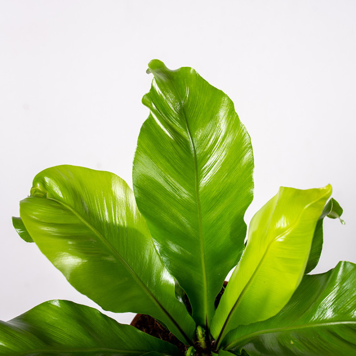 Asplenium nidus | Tomaszewski