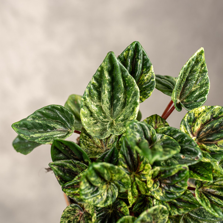 Peperomia 'Buenos Aires' | Tomaszewski