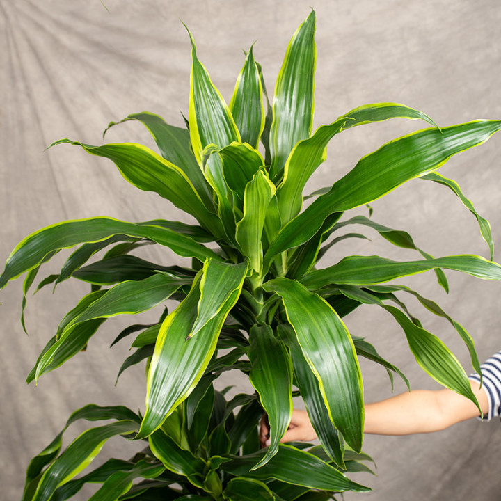 Dracena 'Art' | 3 pędy