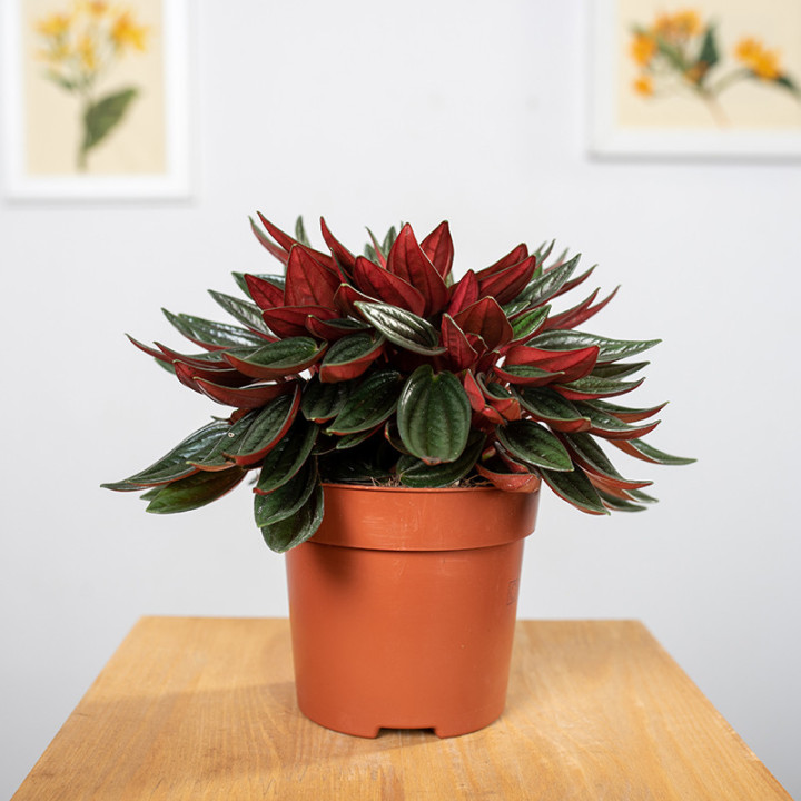 Peperomia 'Rosso' | Tomaszewski