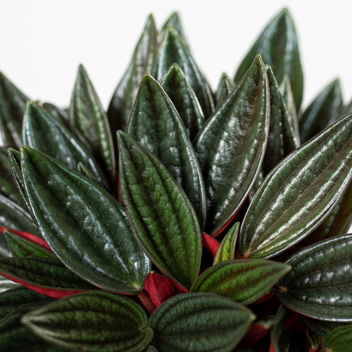 Peperomia 'Rosso' | Tomaszewski