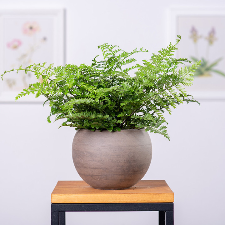 Asplenium 'Parvati' | Tomaszewski