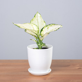 Aglaonema 'White Joy'