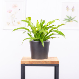 Asplenium 'Tani-Watari' | Tomaszewski
