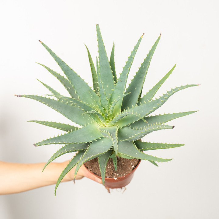 Aloes drzewiasty | Tomaszewski