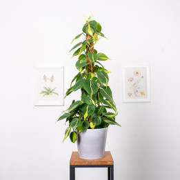 Filodendron 'Brasil' na pniu | Tomaszewski