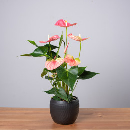Anturium 'Colorado'