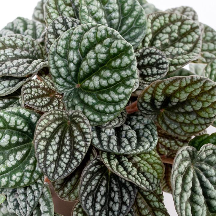 Peperomia ‘Burbella’ | Tomaszewski