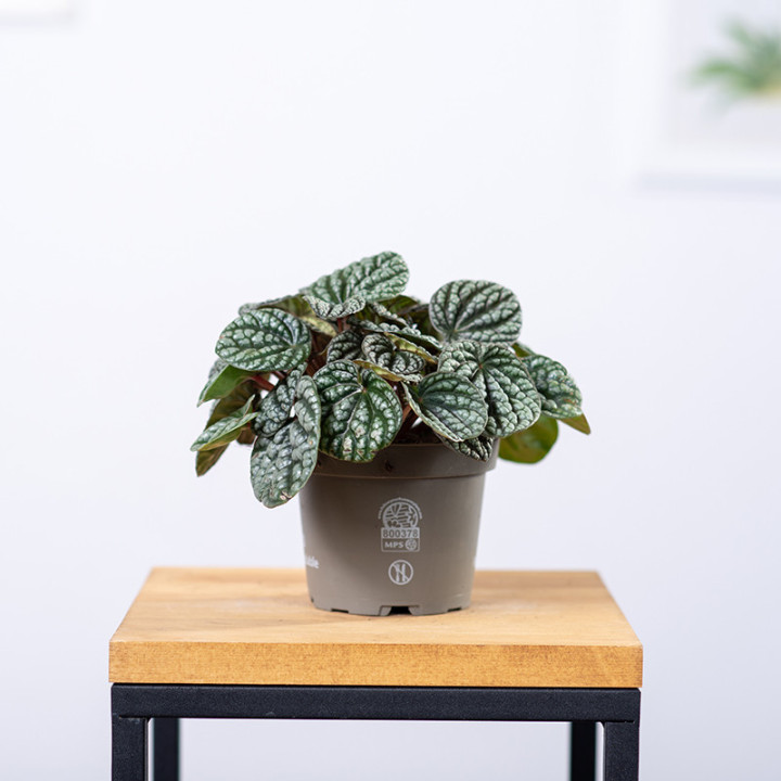 Peperomia ‘Burbella’ | Tomaszewski