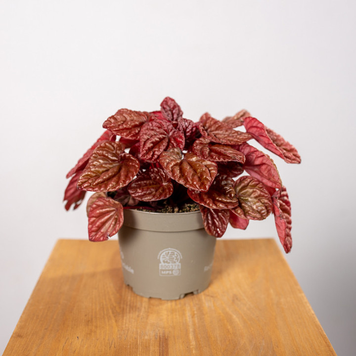 Peperomia 'Quito' | Tomaszewski