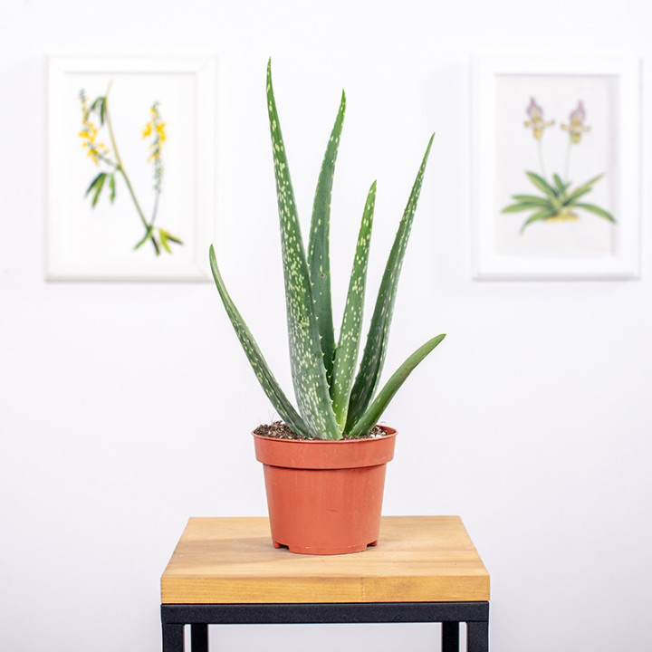 Aloes leczniczy | Tomaszewski