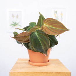 Filodendron 'Micans' | Tomaszewski
