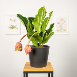 Medinilla 'Flamenco'