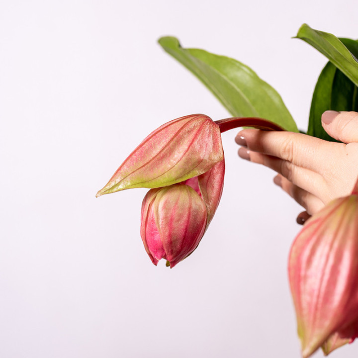Medinilla 'Flamenco'