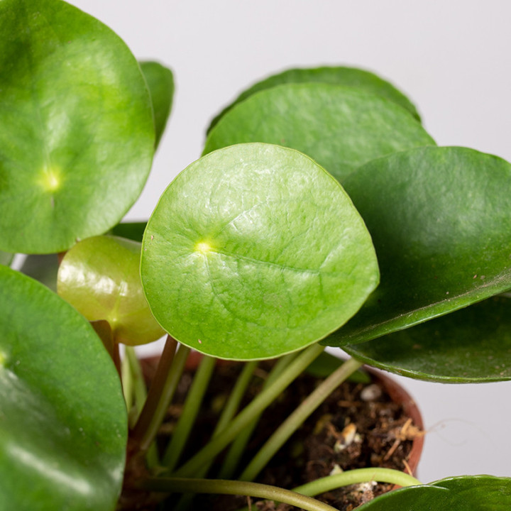 Pilea peperomiowata - Pieniążek | Tomaszewski