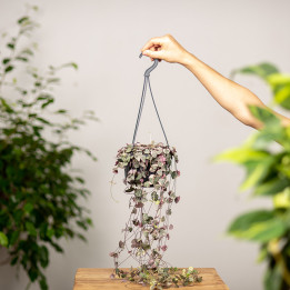 Ceropegia woodii 'Variegata' | Tomaszewski
